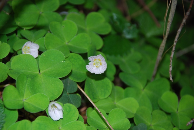 Oxalis acetosella / Acetosella dei boschi